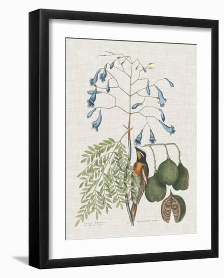 Studies in Nature II-Mark Catesby-Framed Art Print