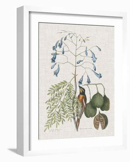 Studies in Nature II-Mark Catesby-Framed Art Print