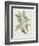 Studies in Nature IV-Mark Catesby-Framed Art Print