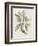 Studies in Nature IV-Mark Catesby-Framed Art Print