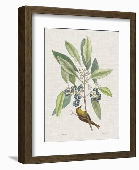 Studies in Nature IV-Mark Catesby-Framed Art Print