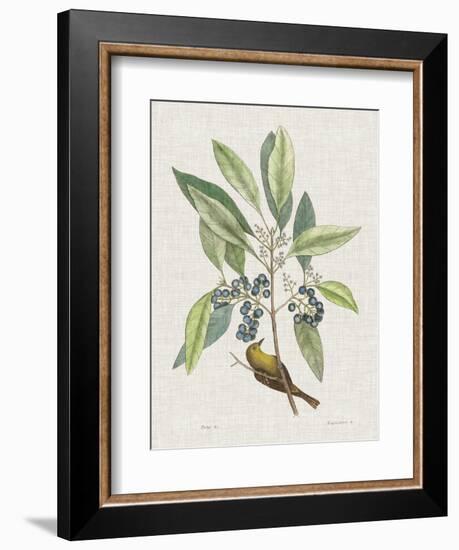 Studies in Nature IV-Mark Catesby-Framed Art Print