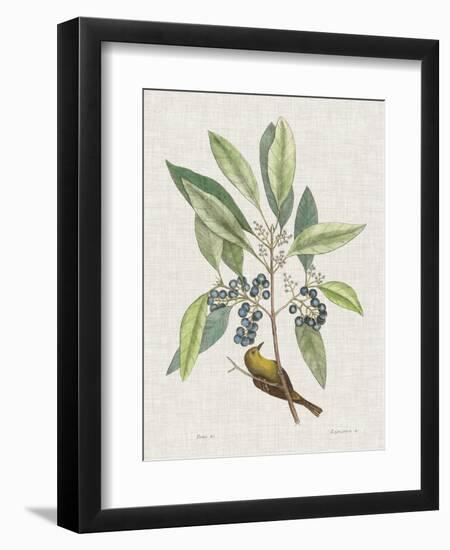 Studies in Nature IV-Mark Catesby-Framed Art Print