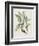 Studies in Nature IV-Mark Catesby-Framed Art Print