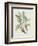 Studies in Nature IV-Mark Catesby-Framed Art Print