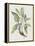 Studies in Nature IV-Mark Catesby-Framed Stretched Canvas