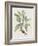 Studies in Nature IV-Mark Catesby-Framed Art Print