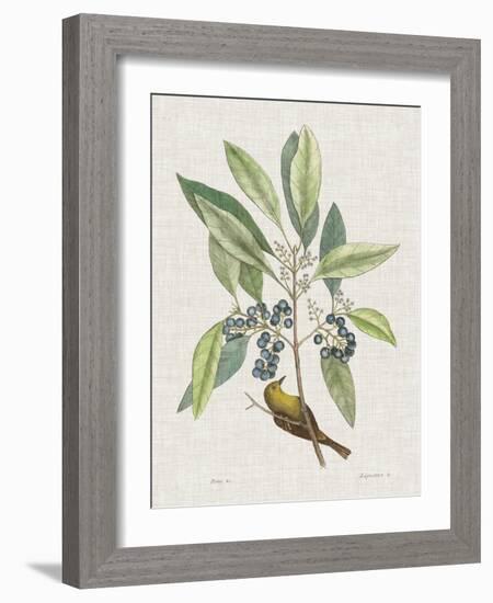 Studies in Nature IV-Mark Catesby-Framed Art Print