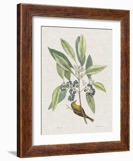 Studies in Nature IV-Mark Catesby-Framed Art Print