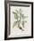 Studies in Nature IV-Mark Catesby-Framed Art Print