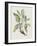 Studies in Nature IV-Mark Catesby-Framed Art Print