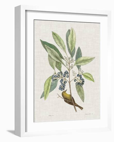 Studies in Nature IV-Mark Catesby-Framed Art Print