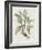 Studies in Nature IV-Mark Catesby-Framed Art Print