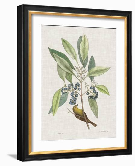 Studies in Nature IV-Mark Catesby-Framed Art Print