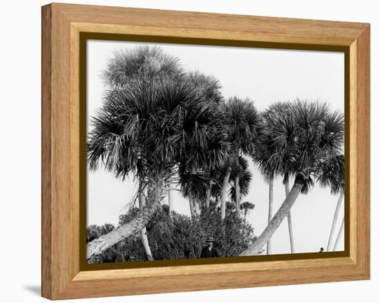 Studies in Palms, Sebastian Creek, Florida-null-Framed Stretched Canvas