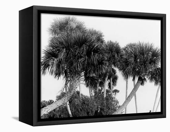 Studies in Palms, Sebastian Creek, Florida-null-Framed Stretched Canvas