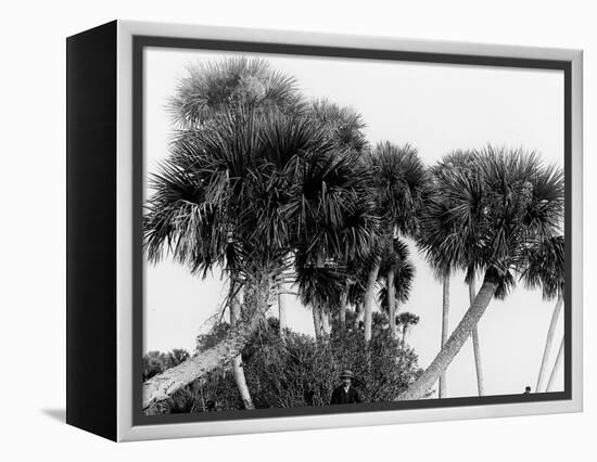 Studies in Palms, Sebastian Creek, Florida-null-Framed Stretched Canvas