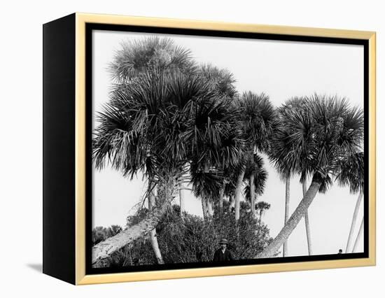 Studies in Palms, Sebastian Creek, Florida-null-Framed Stretched Canvas