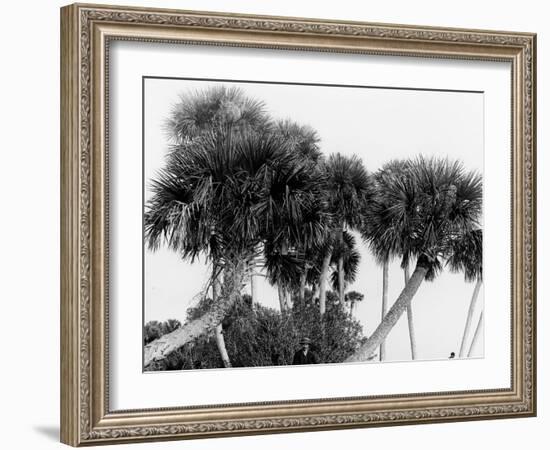 Studies in Palms, Sebastian Creek, Florida-null-Framed Photo