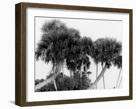 Studies in Palms, Sebastian Creek, Florida-null-Framed Photo