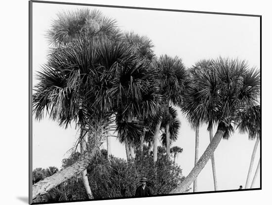 Studies in Palms, Sebastian Creek, Florida-null-Mounted Photo