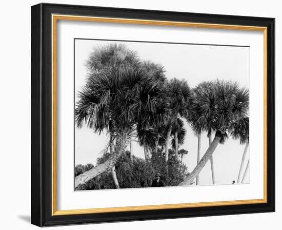 Studies in Palms, Sebastian Creek, Florida-null-Framed Photo