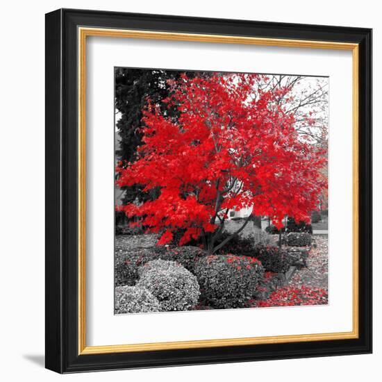 Studies in Red 4-null-Framed Art Print