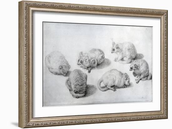 Studies of a Lemur, 1773 (Graphite on Paper)-George Stubbs-Framed Giclee Print