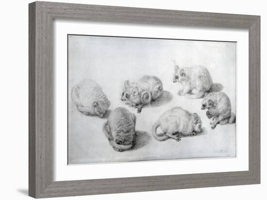 Studies of a Lemur, 1773 (Graphite on Paper)-George Stubbs-Framed Giclee Print