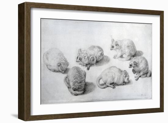 Studies of a Lemur, 1773 (Graphite on Paper)-George Stubbs-Framed Giclee Print