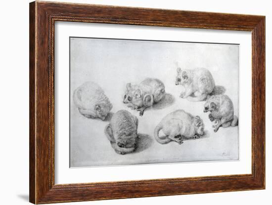 Studies of a Lemur, 1773 (Graphite on Paper)-George Stubbs-Framed Giclee Print