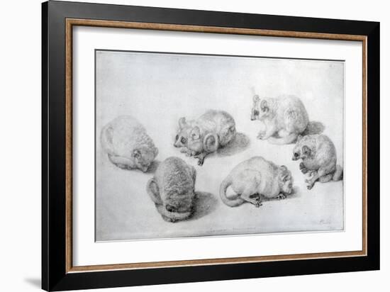 Studies of a Lemur, 1773 (Graphite on Paper)-George Stubbs-Framed Giclee Print