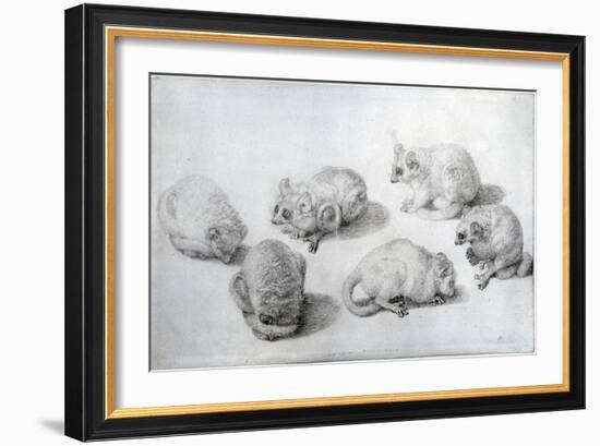 Studies of a Lemur, 1773 (Graphite on Paper)-George Stubbs-Framed Giclee Print