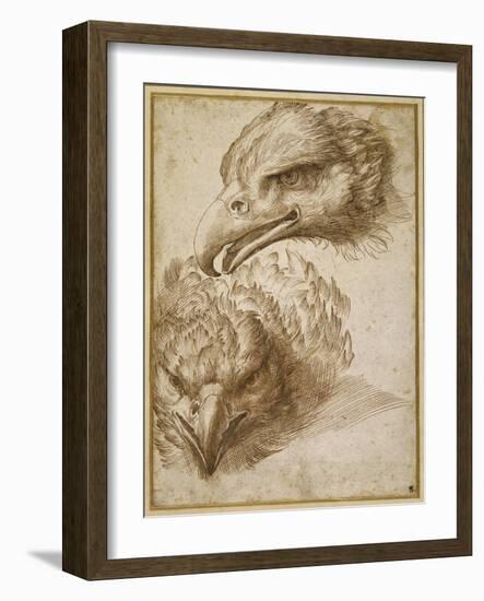 Studies of an Eagle's Head-Perino Del Vaga-Framed Giclee Print