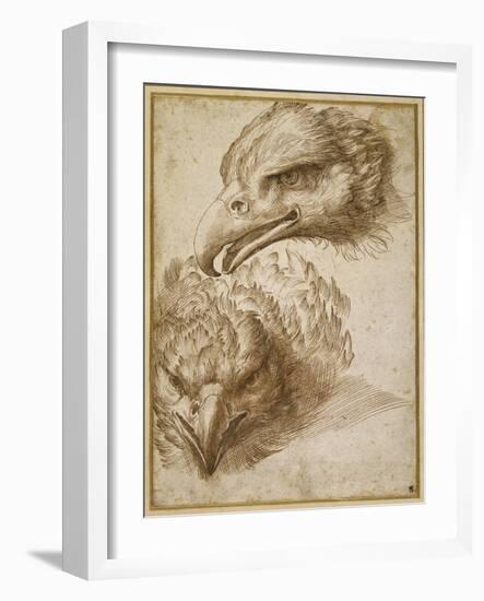 Studies of an Eagle's Head-Perino Del Vaga-Framed Giclee Print