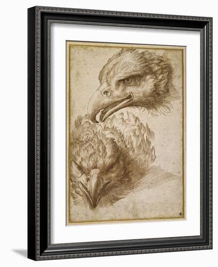 Studies of an Eagle's Head-Perino Del Vaga-Framed Giclee Print