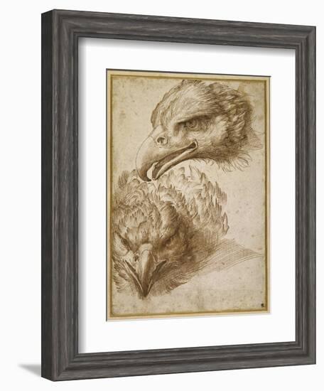 Studies of an Eagle's Head-Perino Del Vaga-Framed Giclee Print