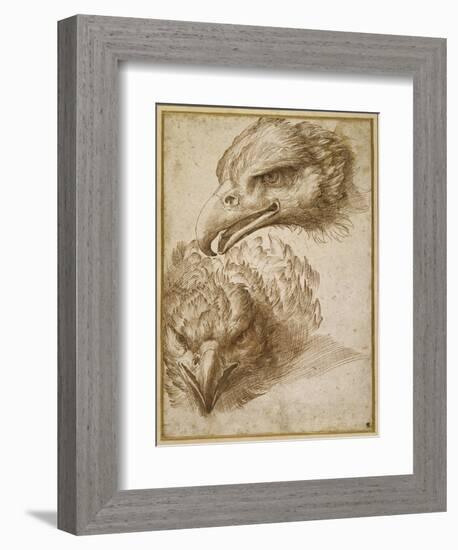 Studies of an Eagle's Head-Perino Del Vaga-Framed Giclee Print