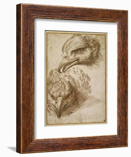 Studies of an Eagle's Head-Perino Del Vaga-Framed Giclee Print