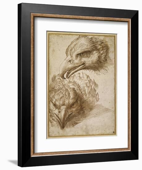 Studies of an Eagle's Head-Perino Del Vaga-Framed Giclee Print