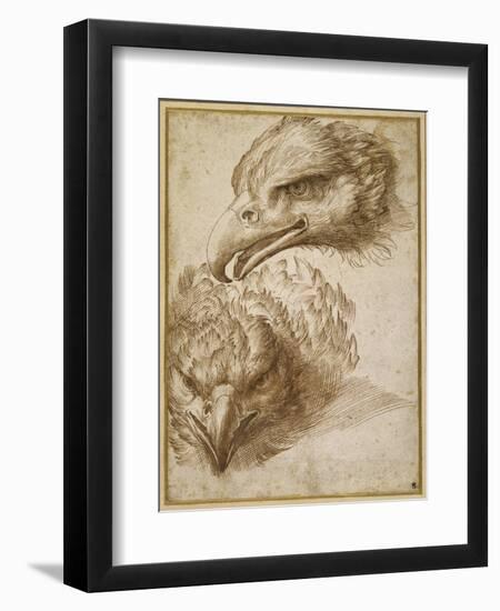 Studies of an Eagle's Head-Perino Del Vaga-Framed Giclee Print