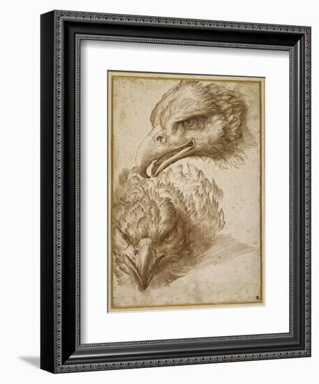 Studies of an Eagle's Head-Perino Del Vaga-Framed Giclee Print