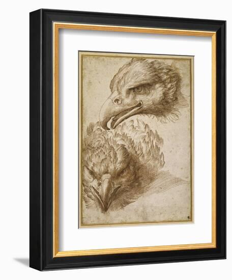 Studies of an Eagle's Head-Perino Del Vaga-Framed Giclee Print