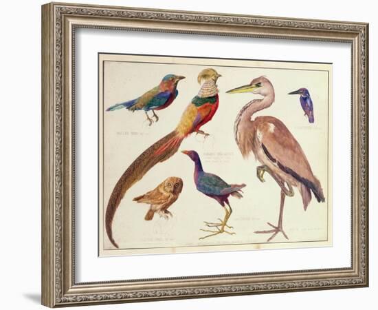 Studies of Birds from the Bootle Museum, Liverpool-Florence Emily Bark-Framed Giclee Print