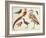 Studies of Birds from the Bootle Museum, Liverpool-Florence Emily Bark-Framed Giclee Print