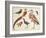 Studies of Birds from the Bootle Museum, Liverpool-Florence Emily Bark-Framed Giclee Print