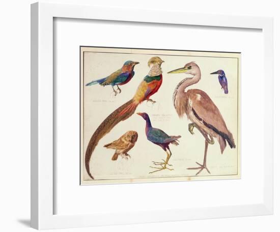 Studies of Birds from the Bootle Museum, Liverpool-Florence Emily Bark-Framed Giclee Print