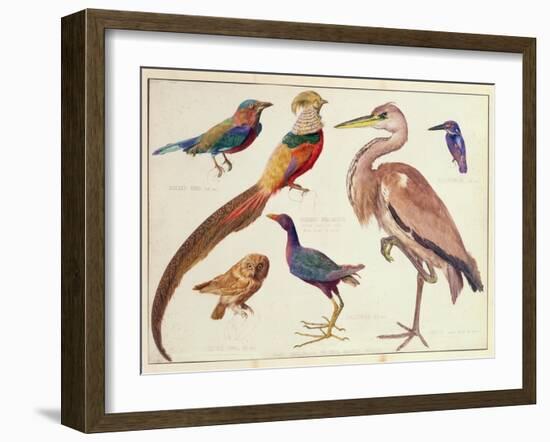 Studies of Birds from the Bootle Museum, Liverpool-Florence Emily Bark-Framed Giclee Print