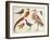 Studies of Birds from the Bootle Museum, Liverpool-Florence Emily Bark-Framed Giclee Print