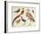 Studies of Birds from the Bootle Museum, Liverpool-Florence Emily Bark-Framed Giclee Print